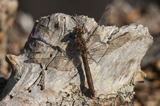 Image of Sympetrum Newman 1833