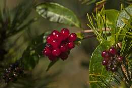 Image of honeysuckle