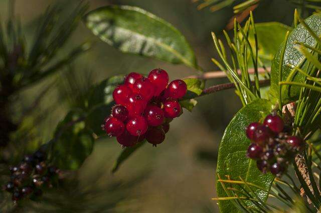 Image of honeysuckle