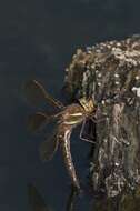 Image of Brown Hawker