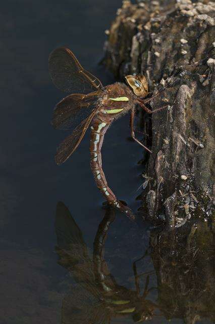 Image of Brown Hawker