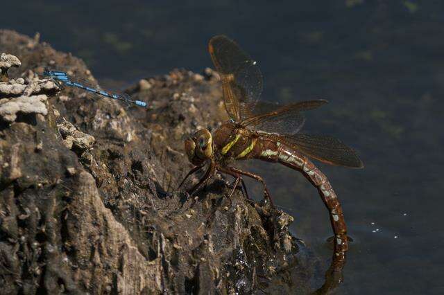 Image of Brown Hawker