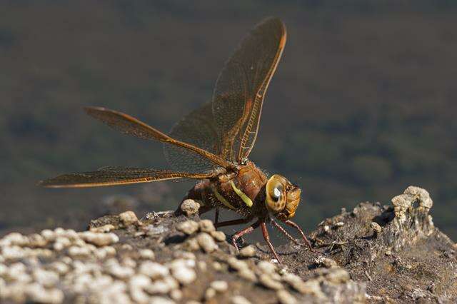 Image of Brown Hawker