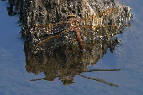 Image of Brown Hawker