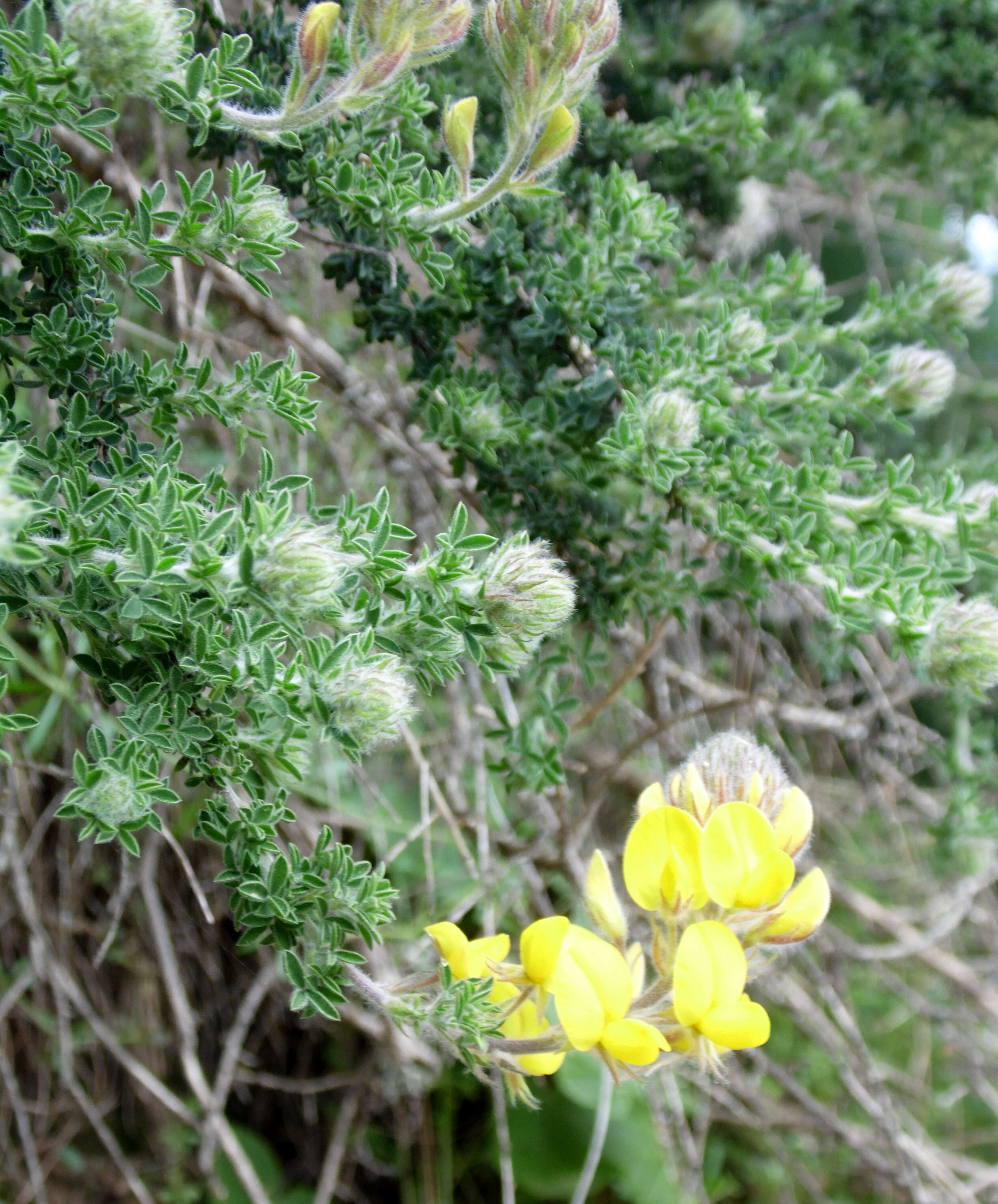 Image of Canary Island flatpod