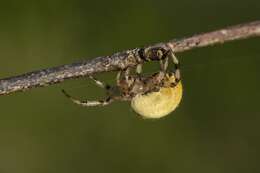 Image of Araneus