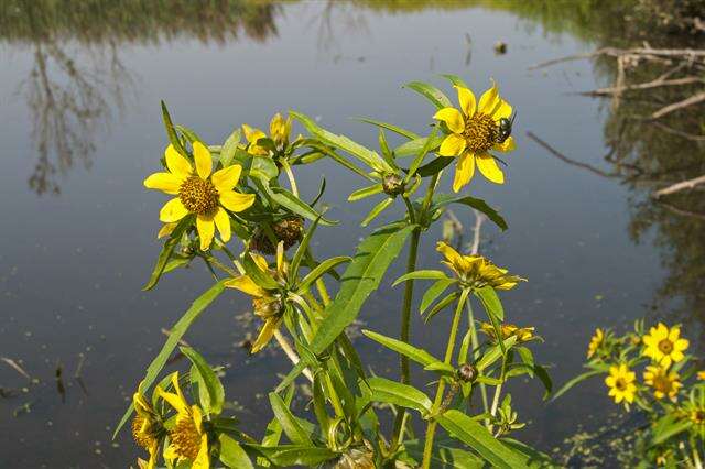 Plancia ëd Bidens