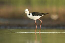 Image of Pied Stilt