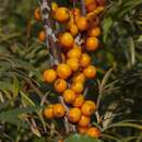 Imagem de Hippophae rhamnoides L.