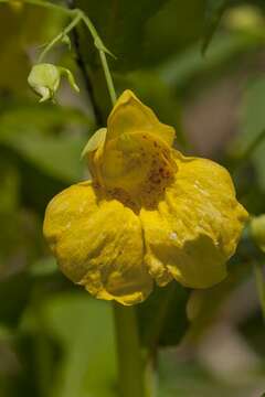 Image of Jewelweeds