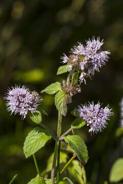 Image of Water Mint