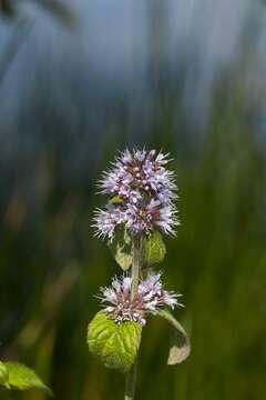 Image of Water Mint