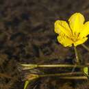 Image of yellow floatingheart