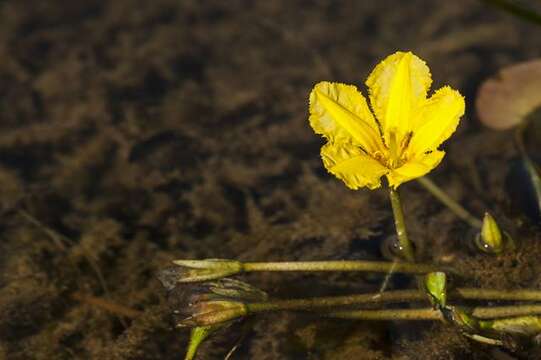 Image of floatingheart