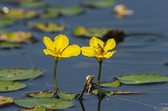 Image of floatingheart