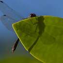 Imagem de Sympetrum sanguineum (Müller 1764)