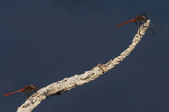 Image of Sympetrum Newman 1833