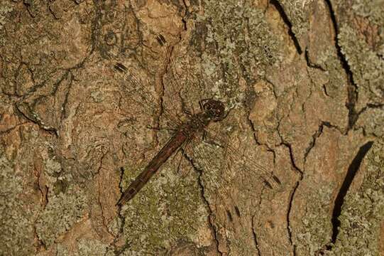 Image of Sympetrum Newman 1833