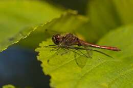 Image of Sympetrum Newman 1833