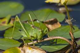 Sivun Tettigonia kuva