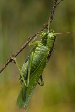 Image of katydid