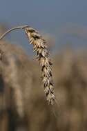 Image of wheat