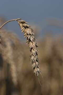 Image of wheat