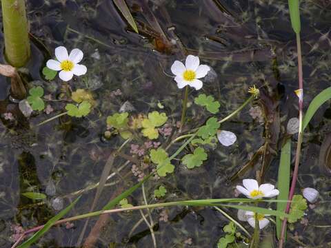 Слика од Ranunculus peltatus subsp. peltatus