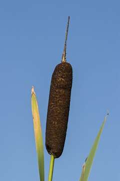 Image of Bulrush