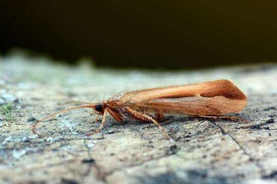 Limnephilus vittatus (Fabricius 1798) resmi