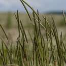 Image of black-grass