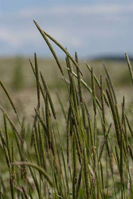 Image of Foxtail Grass