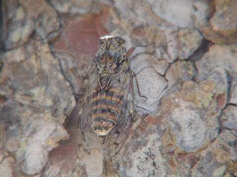 Image of Cicada