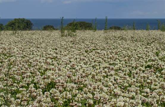 Image of clover