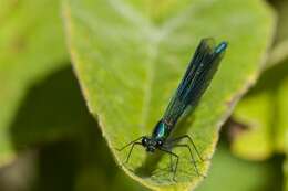 Image of Jewelwings