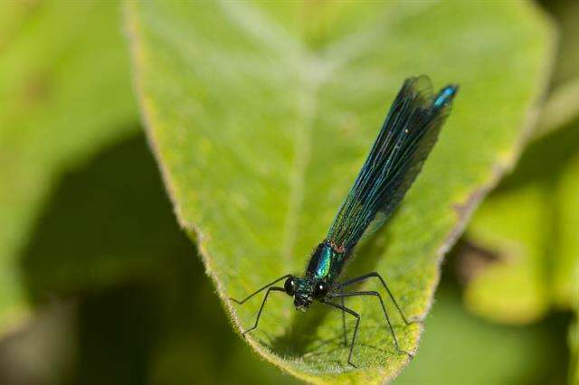 Image of Jewelwings