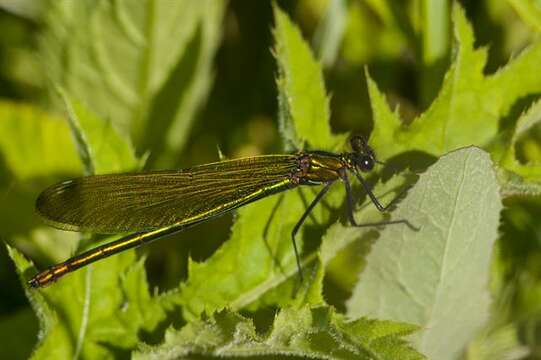 Image of Jewelwings