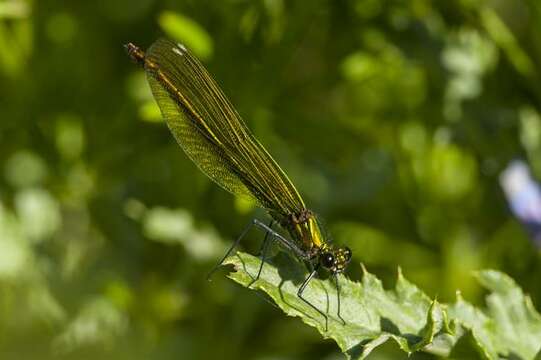 Image of Jewelwings