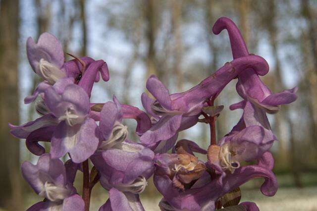 Слика од Corydalis