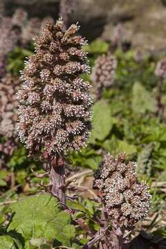 Image of butterbur