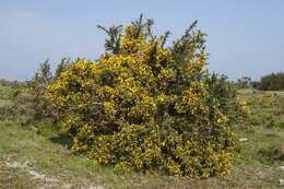 Image of gorse