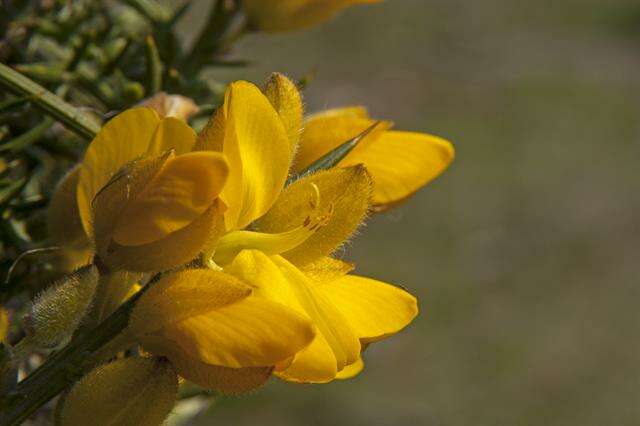 Image of gorse