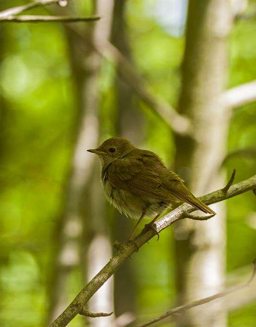 Image of Nightingale