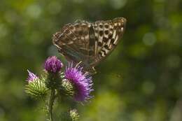 Image of Argynnis