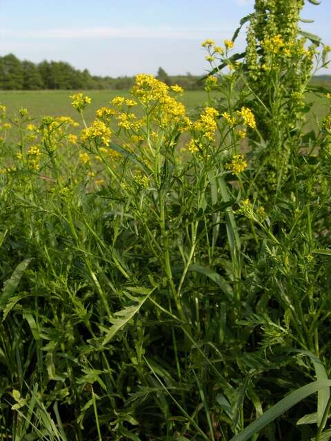 Image of <i>Rorippa</i> austriaca × Rorippa <i>sylvestris</i>