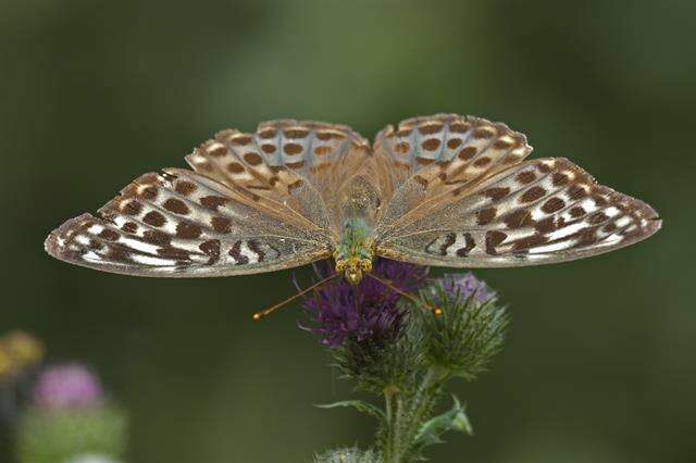 Plancia ëd Argynnis