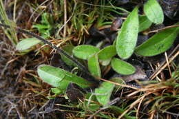 Image of Myosotis laeta Cheesem.