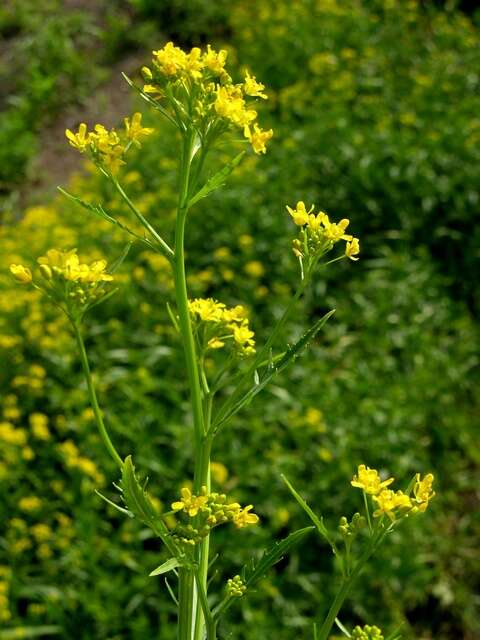 Image of <i>Rorippa</i> austriaca × Rorippa <i>sylvestris</i>