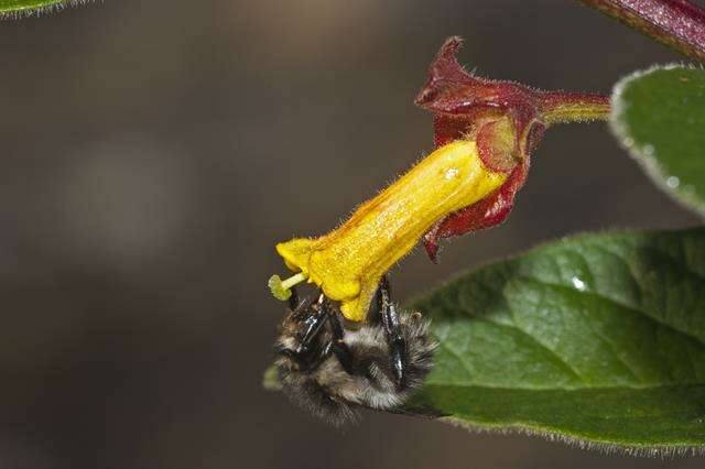 Image of honeysuckle