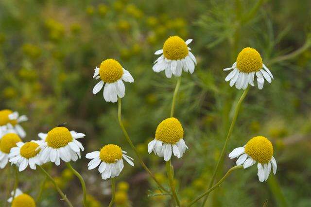 Image of mayweed